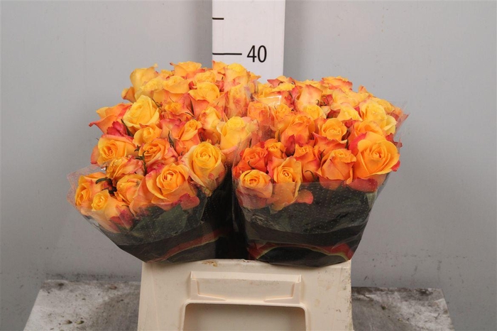 <h4>R Gr Lady Butterfly</h4>