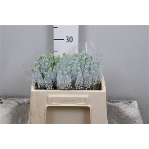Muscari Manon