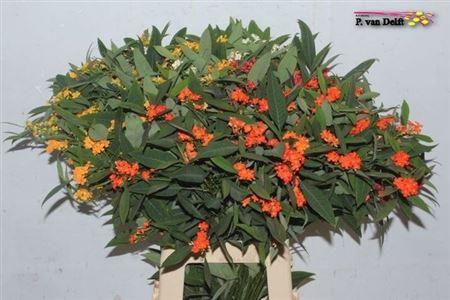 <h4>Euph F T Gem</h4>