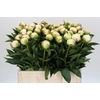 Paeonia Madame Claude Tain