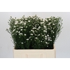 Aster White Gypsy