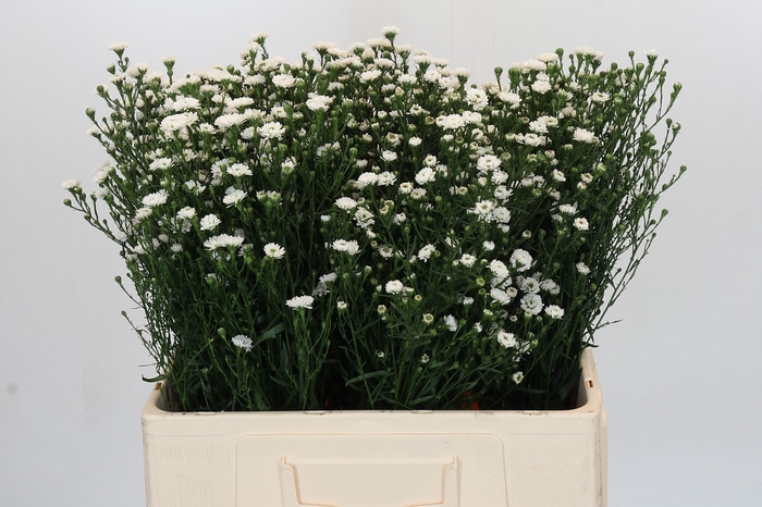 Aster White Gypsy