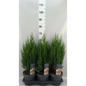 Juniperus chinensis 'Stricta'