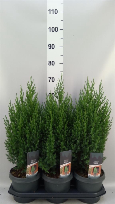 <h4>Juniperus chinensis 'Stricta'</h4>