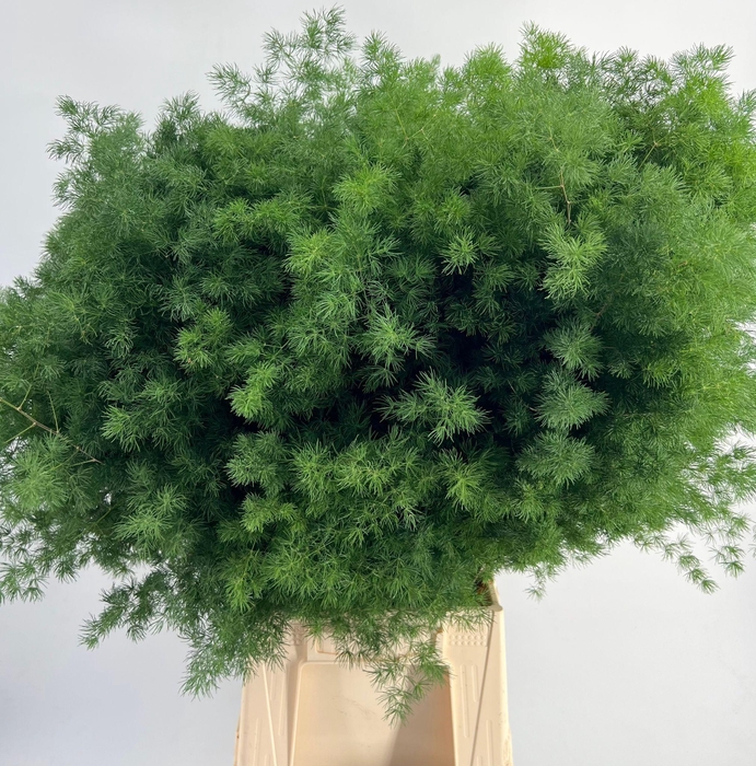 <h4>Asparagus Umbellatus</h4>