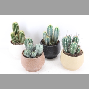 arr3 OV - Ker. delhi x4 cactus