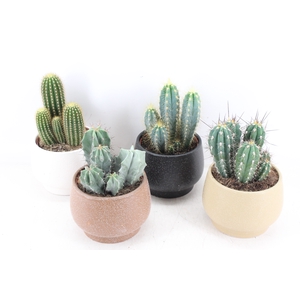 arr3 OV - Ker. delhi x4 cactus