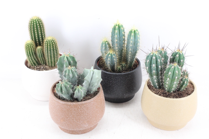 <h4>arr3 OV - Ker. delhi x4 cactus</h4>