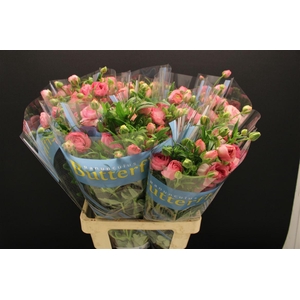 Ran Butterfly Hera 70cm