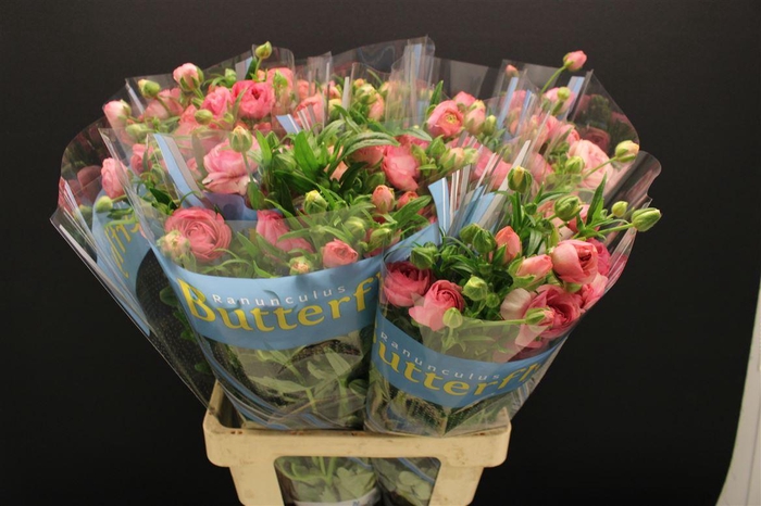 <h4>Ran Butterfly Hera 70cm</h4>