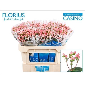 Hypericum Coco Casino