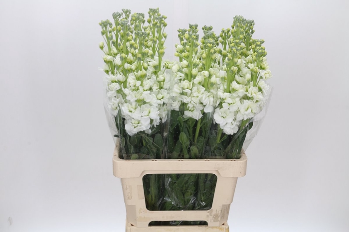 <h4>Matthiola Iron White</h4>