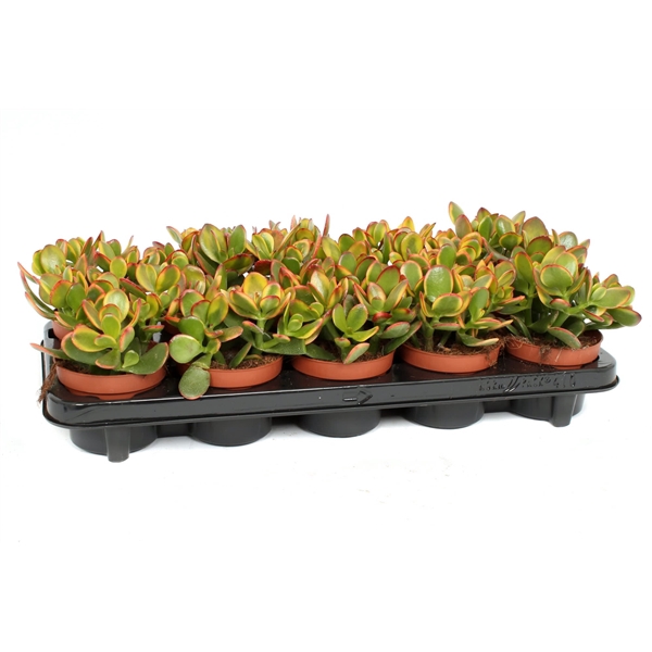 <h4>Crassula sunset 10,5 cm</h4>