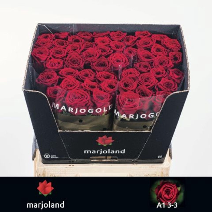 <h4>ROSA GR 'RED NAOMI'</h4>