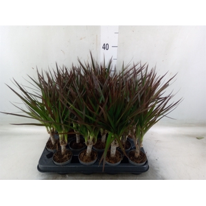 Dracaena marg. 'Magenta'