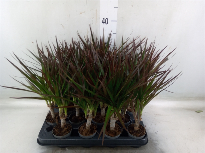<h4>Dracaena marg. 'Magenta'</h4>