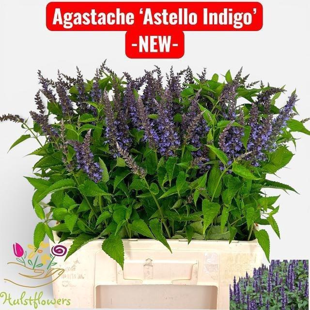 <h4>Agastache Ov</h4>