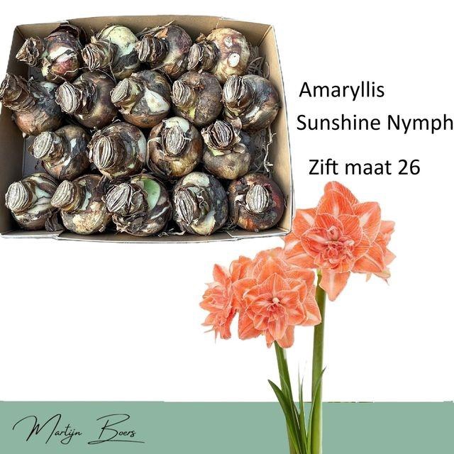 <h4>HIPP BULB SUNSHINE NYMPH 26</h4>