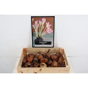BOL COLCHICUM X50