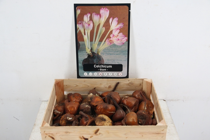 <h4>BOL COLCHICUM X50</h4>