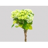 HORTENSIA BROTO