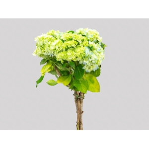 HORTENSIA BROTO 050 CM VERDE