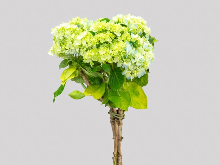 <h4>HORTENSIA BROTO 050 CM VERDE</h4>