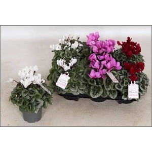 CYCL GR LOVE MOMENTS