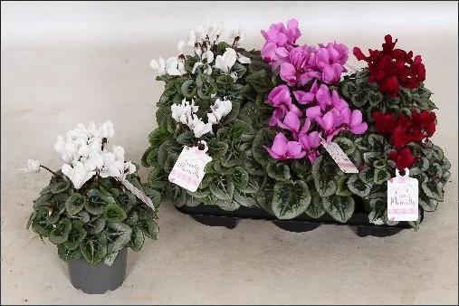 <h4>CYCL GR LOVE MOMENTS</h4>