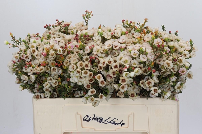 <h4>Chamelaucium Moonlight Delight</h4>