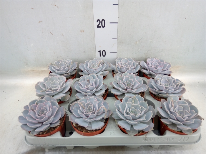 <h4>Echeveria lilacina</h4>