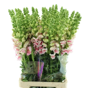 Antir Op Appleblossom