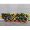 Codiaeum Gr Gemengd