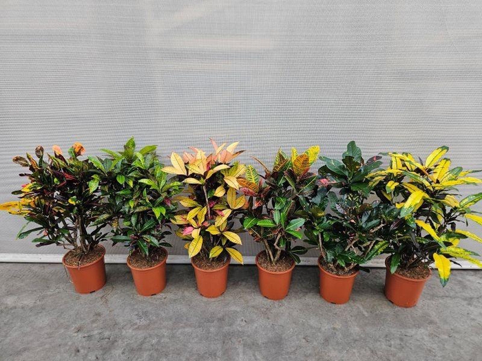 Codiaeum Gr Gemengd