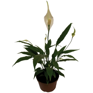 SPATHIPHYLLUM 3 FLORES P11 MIN 3 HT COM FLOR