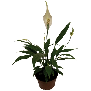 SPATHIPHYLLUM P15 MIN 5 HT COM FLOR