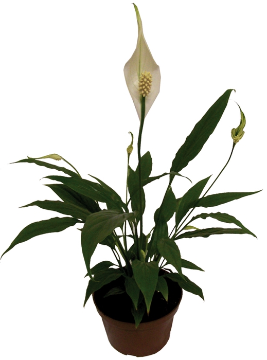 SPATHIPHYLLUM P11 MIN 5 HT COM FLOR