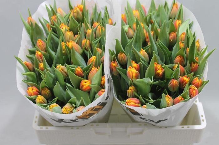 <h4>Tulipa do atlas</h4>