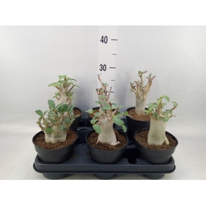 Adenium NB 'Ansu Baobab'