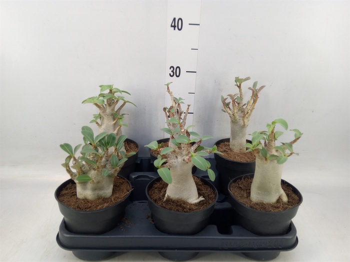 <h4>Adenium NB 'Ansu Baobab'</h4>