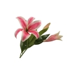 Lilium Orientalis Cerise