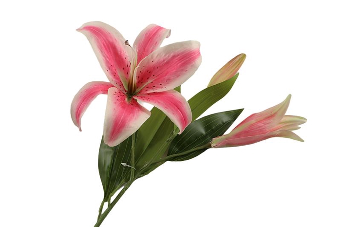 Lilium Orientalis Cerise