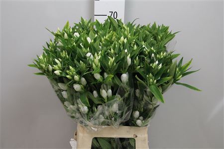<h4>Genti White Sky</h4>