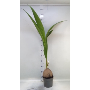 Cocos nucifera