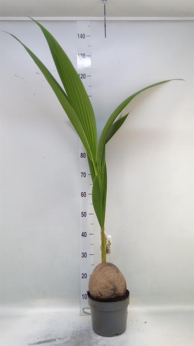 <h4>Cocos nucifera</h4>