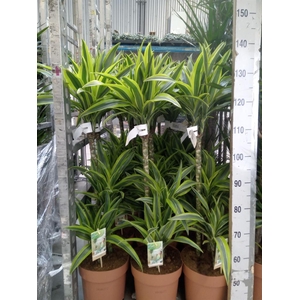 Dracaena fr de 'LemonLime'
