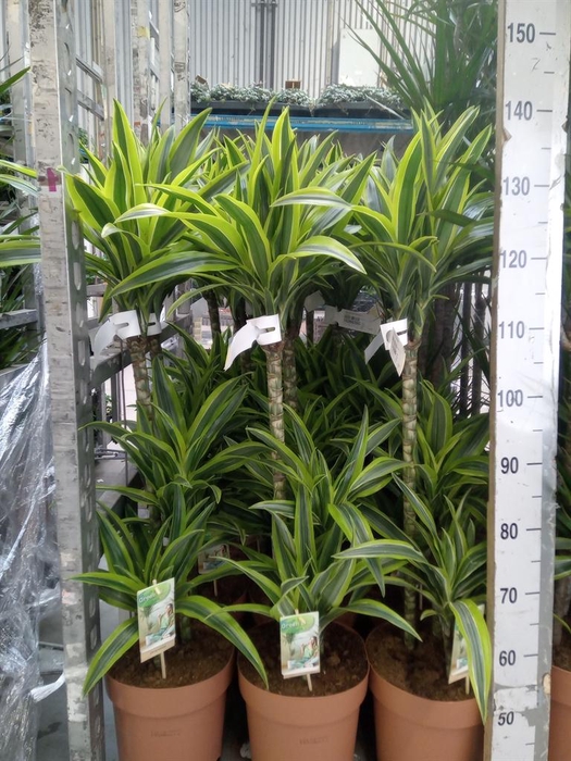 <h4>Dracaena fr de 'LemonLime'</h4>