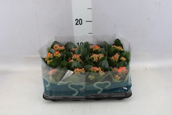 <h4>Kalanchoe blos.   ..</h4>