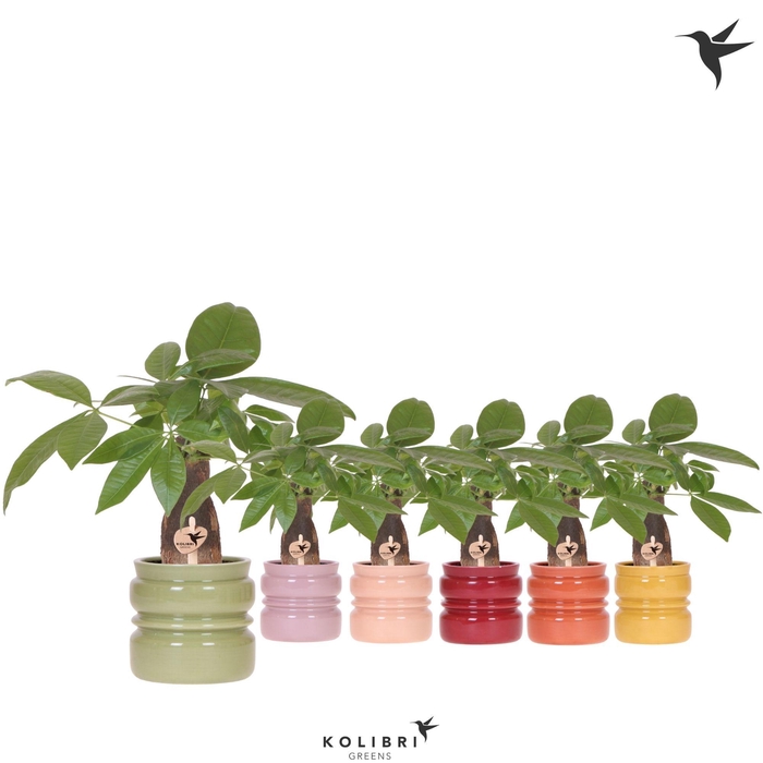<h4>Kolibri Greens Pachira in Noma pot mix</h4>