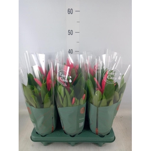 Vriesea  'Intenso Pink'